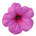 Afbeelding van Petunia P12 Ew Pink passion